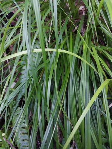 Image of Carex uncinata by (c) kiwialli, some rights reserved (CC BY)