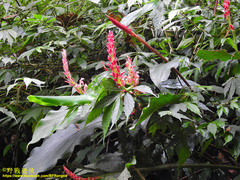 Alpinia japonica
