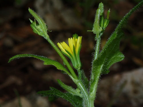 Image of Rhagadiolus edulis by (c) Julien Renoult, some rights reserved (CC BY)