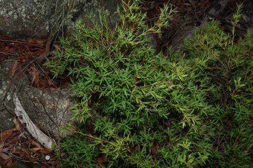 Image of Leucopogon affinis by (c) Greg Tasney, some rights reserved (CC BY-SA)