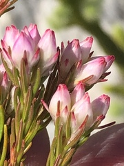 Erica affinis