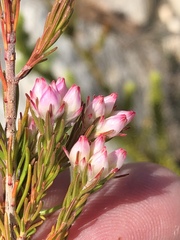 Erica affinis