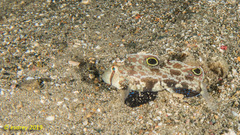 Signigobius biocellatus
