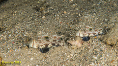 Signigobius biocellatus