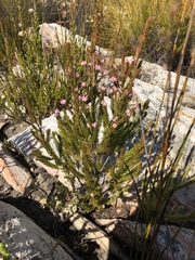 Erica affinis