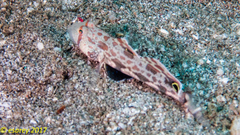 Signigobius biocellatus