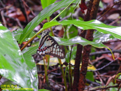 Graphium doson postianus
