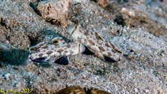 Signigobius biocellatus