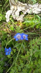 Gentiana septemfida