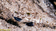 Signigobius biocellatus