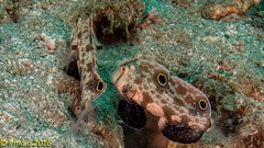 Signigobius biocellatus