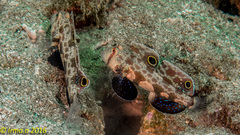 Signigobius biocellatus