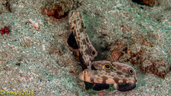 Signigobius biocellatus