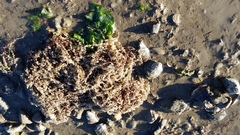 Gracilaria