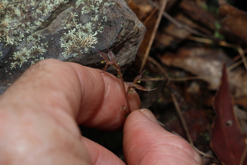 Image of Acianthus exsertus by (c) Greg Tasney, some rights reserved (CC BY-SA)