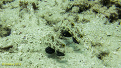 Signigobius biocellatus