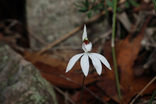 Image of Caladenia picta by (c) Greg Tasney, some rights reserved (CC BY-SA)