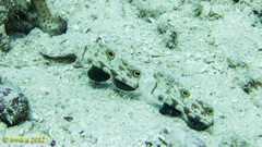 Signigobius biocellatus