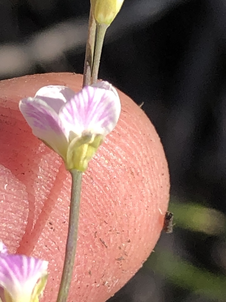 Tree Sunsorrel
