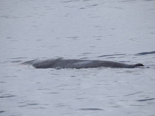 Sperm whale