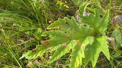 Heracleum leskovii