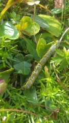 Lycia alpina