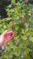 Ribes biebersteinii