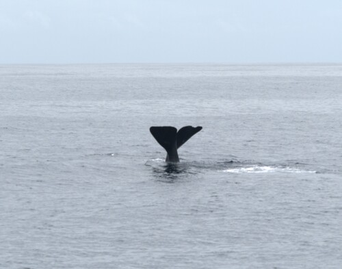 Sperm whale