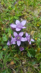 Gentianella germanica