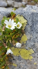 Cerastium uniflorum