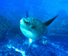 Mola alexandrini
