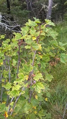 Ribes biebersteinii