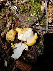 Cantharellus cascadensis
