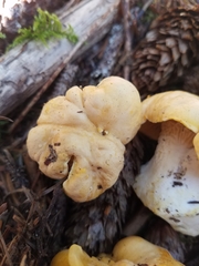 Cantharellus cascadensis