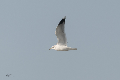 Common Gull
