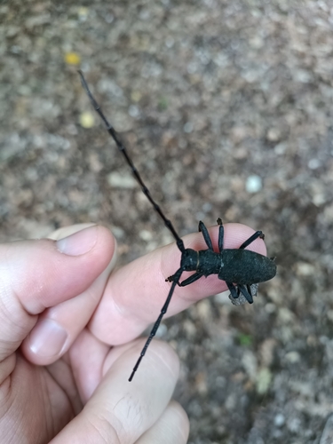 Morimus asper