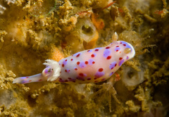 Goniobranchus thompsoni