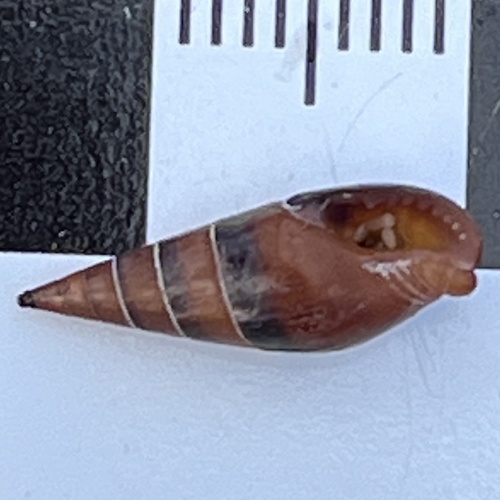 Mitrella menkeana observed 2025-04-26
