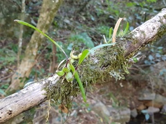 Polystachya ottoniana