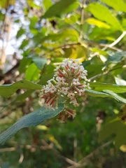 Buddleja auriculata