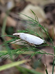 Gasteroclisus