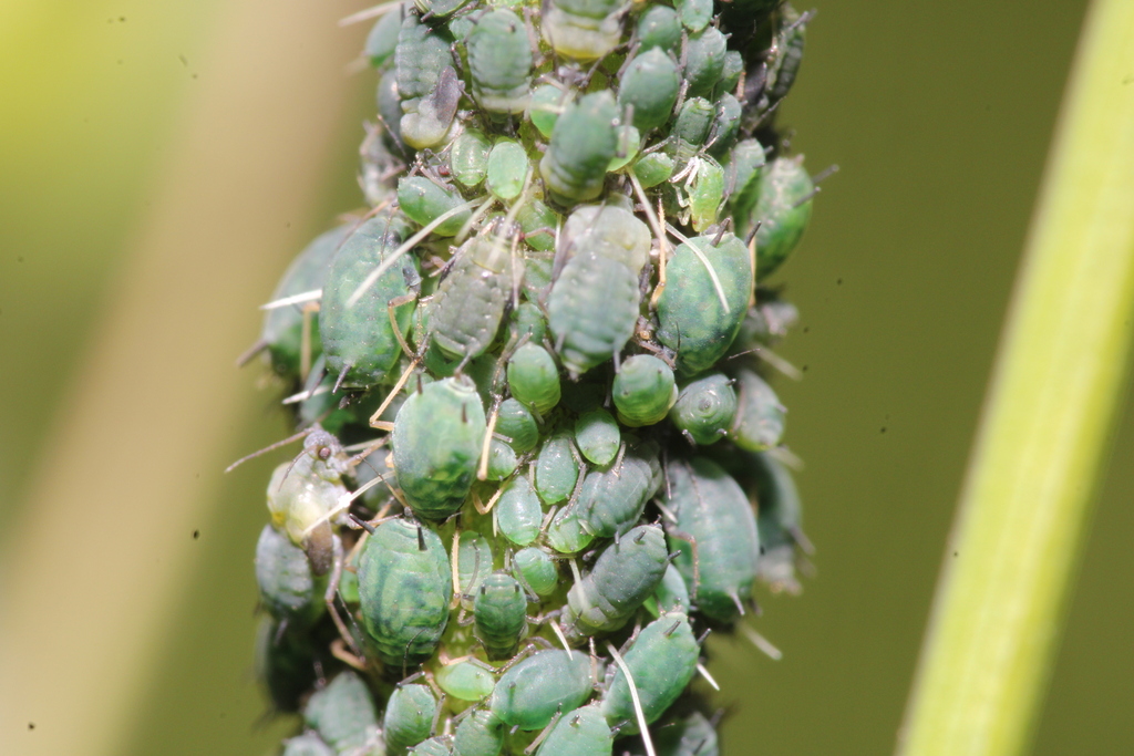 Aphis confusa