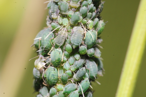 Aphis confusa