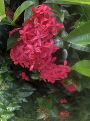 Ixora casei