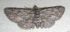 Orbamia octomaculata
