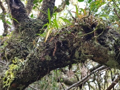 Polystachya ottoniana