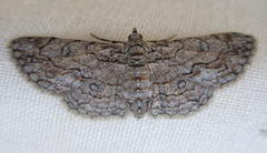 Orbamia octomaculata