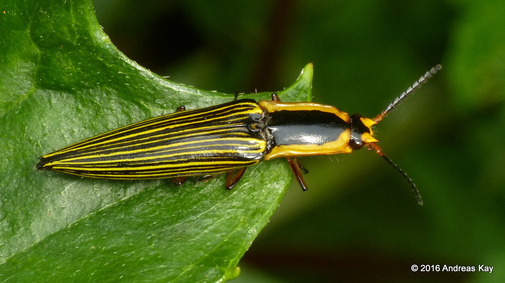 Semiotus