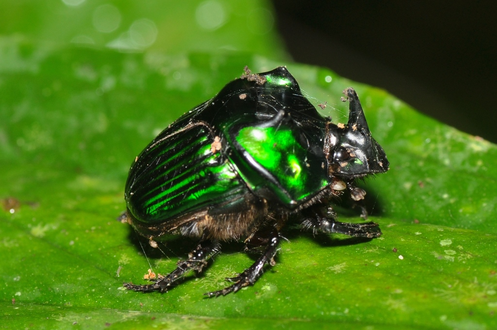 Oxysternon