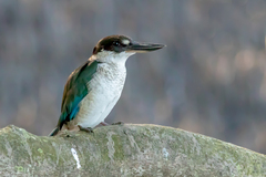 Todiramphus sordidus